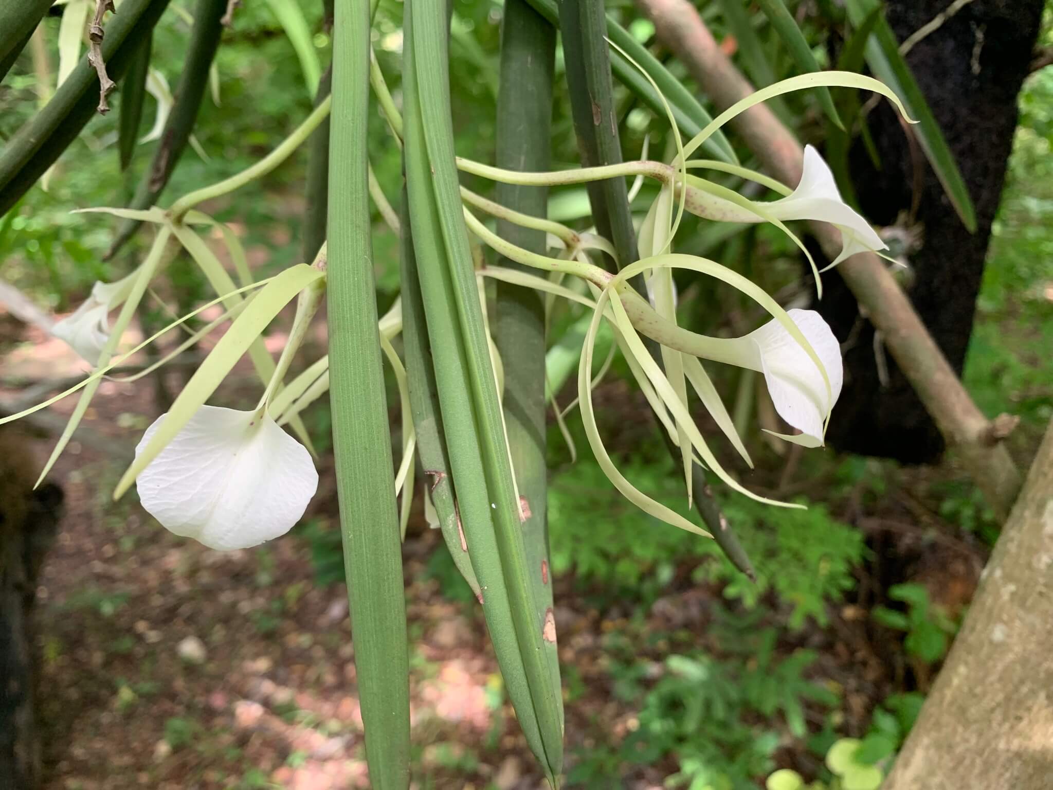 Brassavola nodosa 